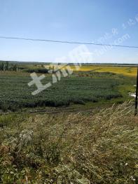 齐齐哈尔富裕县 540亩 旱地  经营权出租