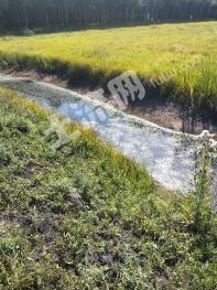 齐齐哈尔富裕县132亩水田出租