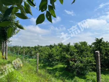 济宁曲阜市300亩果园 经营权转让