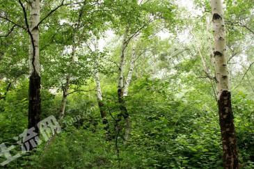 赤峰宁城县 1187.3亩 有林地 经营权转让