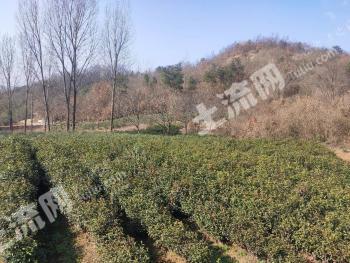 信阳浉河区 25亩 灌木林地 经营权转包