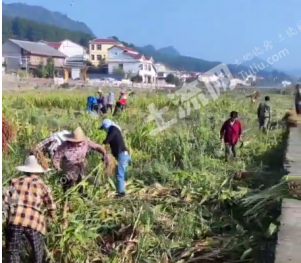 贵州遵义 85.20亩 旱地 出租