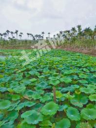 海南三亚 16亩 耕地 经营权转让