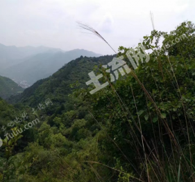 宝鸡凤县 1312亩 乔木林地 经营权转让