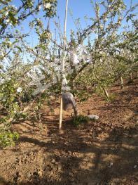 潍坊寒亭区4亩果园经营权转让