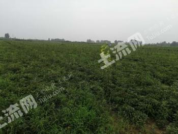 菏泽牡丹区 46亩 果园 转让