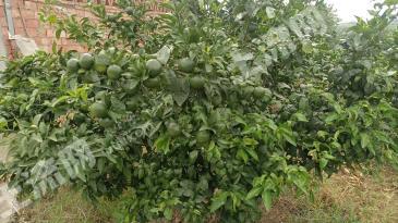 德阳罗江区300亩挂果柑橘园经营权转让