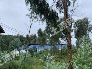 楚雄牟定县77.61亩养殖用地-畜牧养殖用地经营权出租