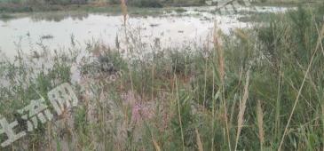 喀什伽师县 402亩耕地 经营权转让