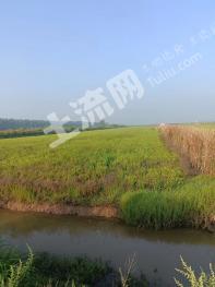 安庆宿松县1100亩水田经营权出租