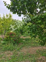 银川西夏区 32.5亩 果园 经营权转让