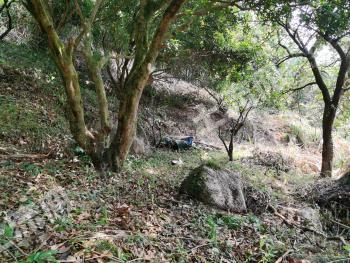 河源市区 34.14亩 果园经营权 出租