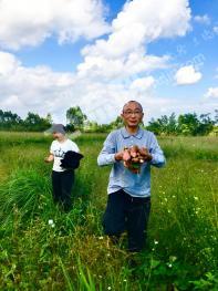 绵阳江油市 650亩 水浇地 经营权出租