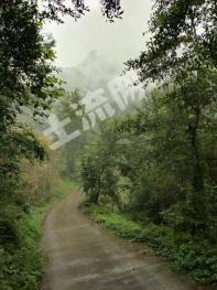 广元青川县 5000亩 乔木林地 经营权出租