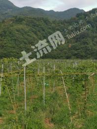 漳州平和县 61.13亩水浇地 经营权转让