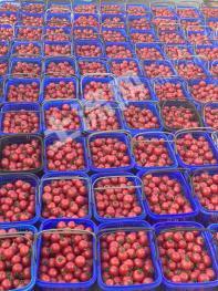 上海浦东新区 14亩 水浇地 经营权转让