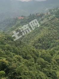 赣州于都县6000亩其松树林经营权转让