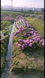 毕节七星关区 2000平方米 农家庭院 使用权出租