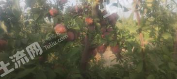 新疆阿克苏乌什县 315.56亩 果园 经营权转让