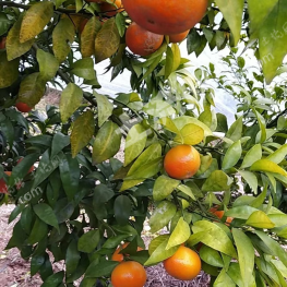 广安华蓥市59亩果园  经营权转让