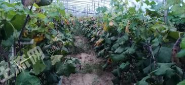 河北保定市清苑区葡萄大棚经营权出租