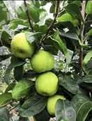 德阳罗江区68.08亩果园 经营权出租