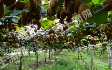 咸阳武功县 21亩 果园 经营权转让