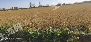 济宁嘉祥县18亩水浇地经营权出租