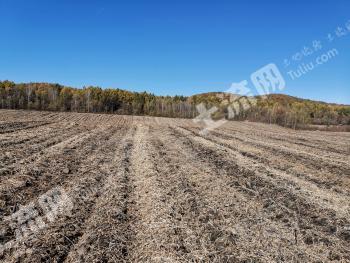 伊春南岔区 300亩 旱地经营权 合作