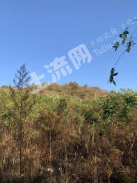 葫芦岛连山区350亩林地-有林地经营权出租