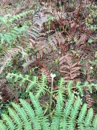 大理南涧彝族自治县 300亩 旱地经营权 合作