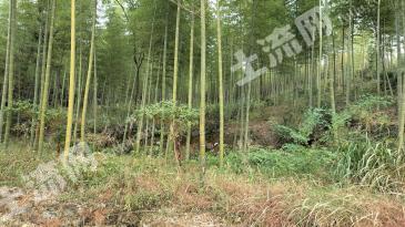 衢州江山市 100亩 有林地 转让