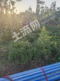 石家庄藁城区 10亩 果园 经营权出租