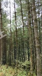 凉山越西县1700亩有林地转让