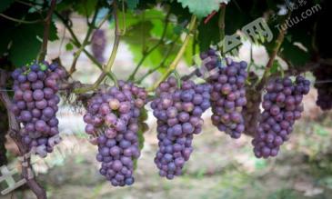 直辖行政单位仙桃市 299.46亩 葡萄果园 经营权出租