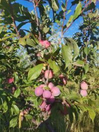 呼伦贝尔扎兰屯市 120亩 其它林地（果园）经营权 转包