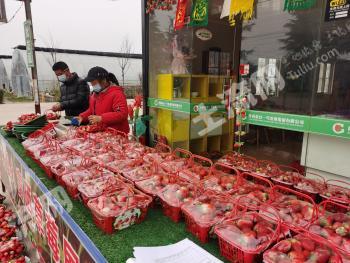 宝鸡凤翔县 315.88亩 草莓果园 转让