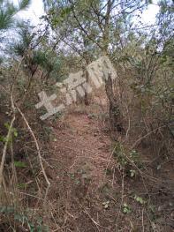 烟台牟平区 500亩 荒山 使用权出租