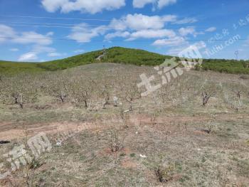 内蒙古呼伦贝尔 扎兰屯市120亩 有林地经营权 转让