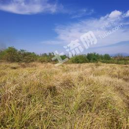 黄冈麻城市 300亩 旱地 经营权出租