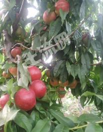 菏泽定陶区 7亩 果园 经营权出租