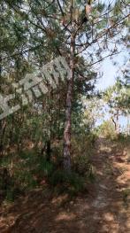 曲靖富源县 650亩 林地+果园（含树木） 经营权转让