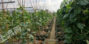 南宁西乡塘区 60亩 其它园地（菜） 经营权出租