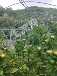 台州临海市 25亩 果园 经营权转让