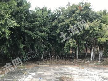 福建龙岩 7亩有林地 经营权转让