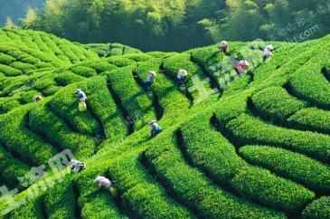 温州文成县 1200亩 水田 经营权出租