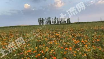 伊犁察布查尔锡伯自治县 550亩 水浇地 经营权出租