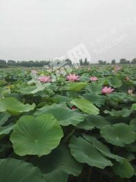 荆州洪湖市 88亩 坑塘水面 经营权出租