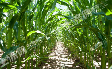 双鸭山宝清县 7.6亩 旱地 经营权出租