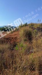 吉安永丰县700亩旱地经营权转让